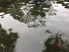-碧江金楼