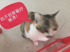 -九里香奶茶果汁(碧湖店)