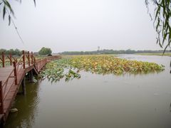 -白洋淀景区