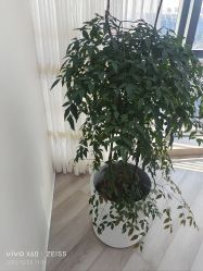 -HEYAN荷妍专业脱毛连锁机构