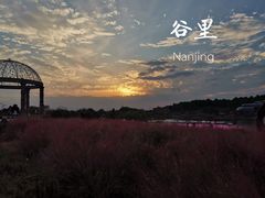 -大塘金香草谷