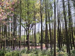 -上海共青森林公园