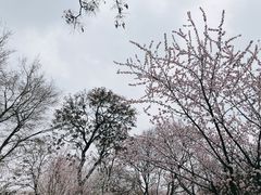 -桃花堤公园