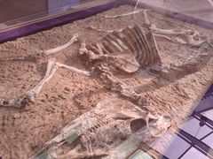 -陕西自然博物馆