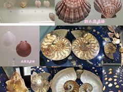 -青岛贝壳博物馆