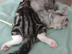-翊宠yipet猫狗购宠庄园