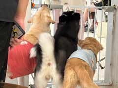 -共舞时光猫咖·狗咖(新街口店)