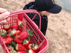 -胜丰草莓采摘园