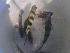 -小猫钓鱼海钓俱乐部(椰梦长廊店)