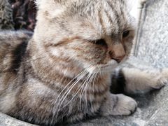 -喵屿·大理花园猫咖