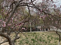 -桃花堤公园