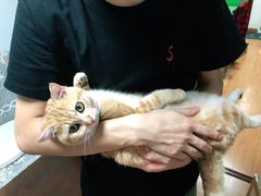 -东方名猫馆·英短金渐层布偶猫舍(环线广场1号楼店)
