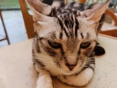 -猫咪派对(江南西店)