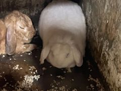 -上海大自然野生昆虫馆(东方明珠·爬宠昆虫探索中心)