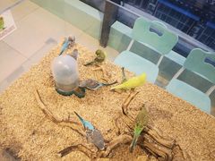 -怪兽屋·羊驼·猫咖·狗咖(俊华广场店)