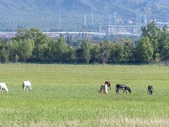 -野鸭湖国家湿地公园