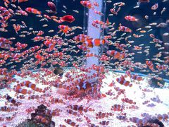 -海合安成都极地海洋公园