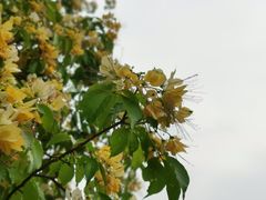 -华南国家植物园-售票处