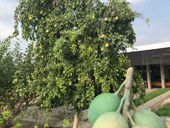 -东芭乐园