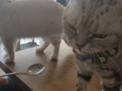 -平行世界·猫咖(首经贸店)
