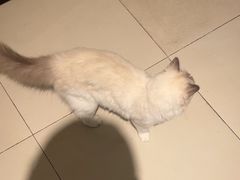 -怪兽屋·羊驼·猫咖·狗咖(俊华广场店)