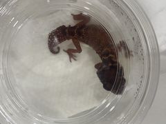 -酷以爬仙阁实体爬宠店·守宫·蜥蜴·专业繁育