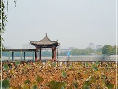 -莲花池公园