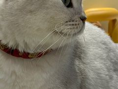 -藏猫猫咖啡主题馆(中央大道店)