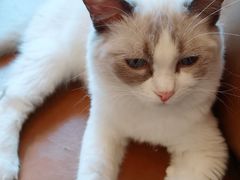 -遇见羊驼·奶狗咖·布偶猫咖·法斗柯基柴犬阿拉斯加(春熙路太古里IFS店)