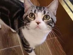 -猫大福·Fortune Cat猫舍(百子湾店)