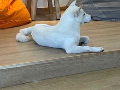 -南京Hallo宠物乐园·哈罗犬舍·柴犬繁育基地
