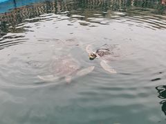 -广东惠东海龟国家级自然保护区