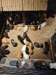 -酷嗒动物文化乐园(cutezoo西溪乐天城店)