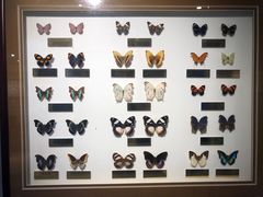 -上海昆虫博物馆