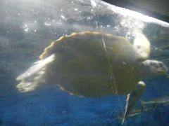 -泉州海丝野生动物世界