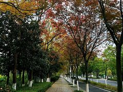 -羊山湖公园