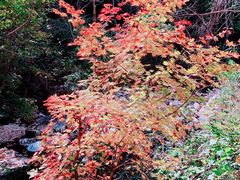 -大连天门山国家森林公园