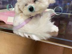 -FAELING PETS美天灵宠物(富力广场店)