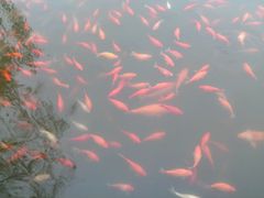 -西湖外事游船(花港观鱼码头)