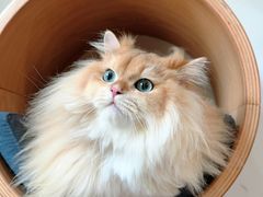 -伟伟宠物医院·CT影像中心·瑞派犬猫综合性门诊(汉口总院)