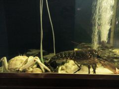 android_upload_pic-龙虾酒吧扒房(宁波香格里拉店)