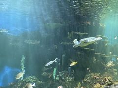 -华夏文旅海洋公园