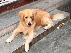 -百好乐宠物友好餐厅(朝外大街店)