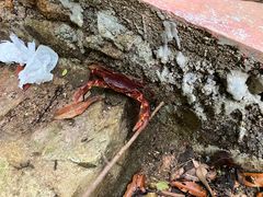 -海南热带雨林国家公园吊罗山景区