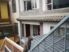 -喵屿·大理花园猫咖