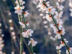 -上海辰山植物园