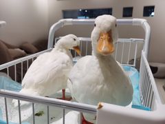 -怪兽屋·羊驼·猫咖·狗咖(俊华广场店)