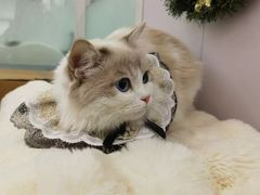 -爱洗澡的猫(望京店)