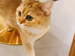 -飞行喵MR PILOT|猫舍·猫咖(静安大融城店)