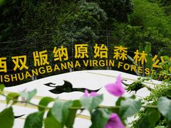 -西双版纳原始森林公园